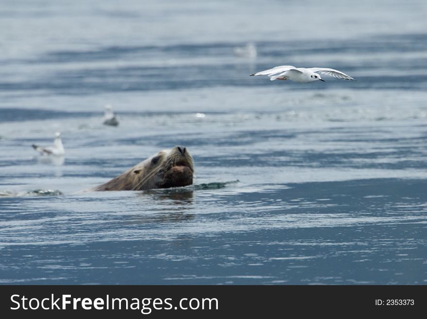 A steller's sealion group is hunting in the pacific ocean in the northeast of vancouver island. A steller's sealion group is hunting in the pacific ocean in the northeast of vancouver island.