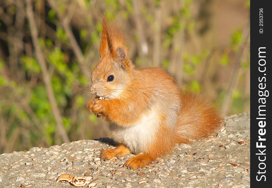 A Brown squirrel eating nuts. A Brown squirrel eating nuts