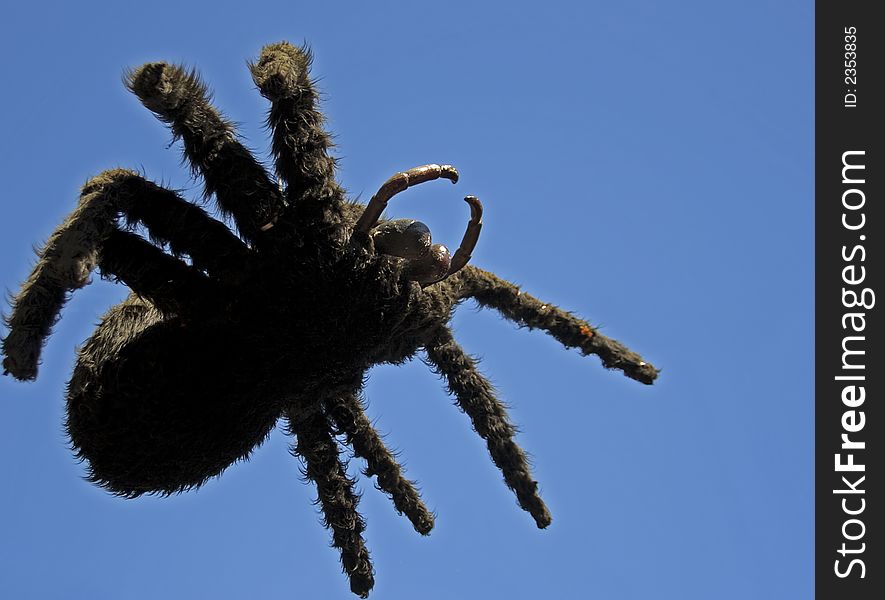 Black spider against a blue sky