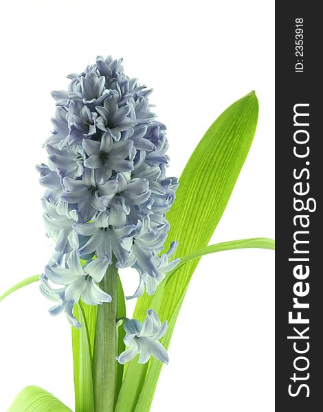 Hyacinths