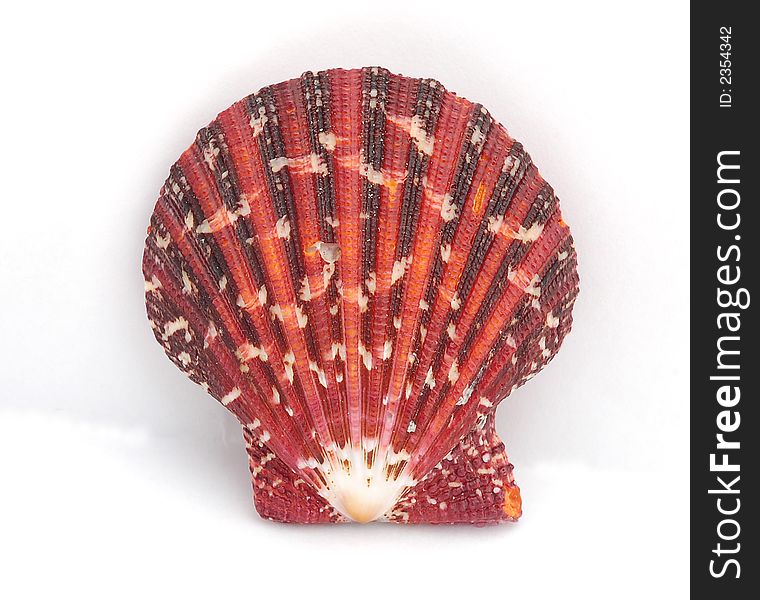 Colored scallop with white background