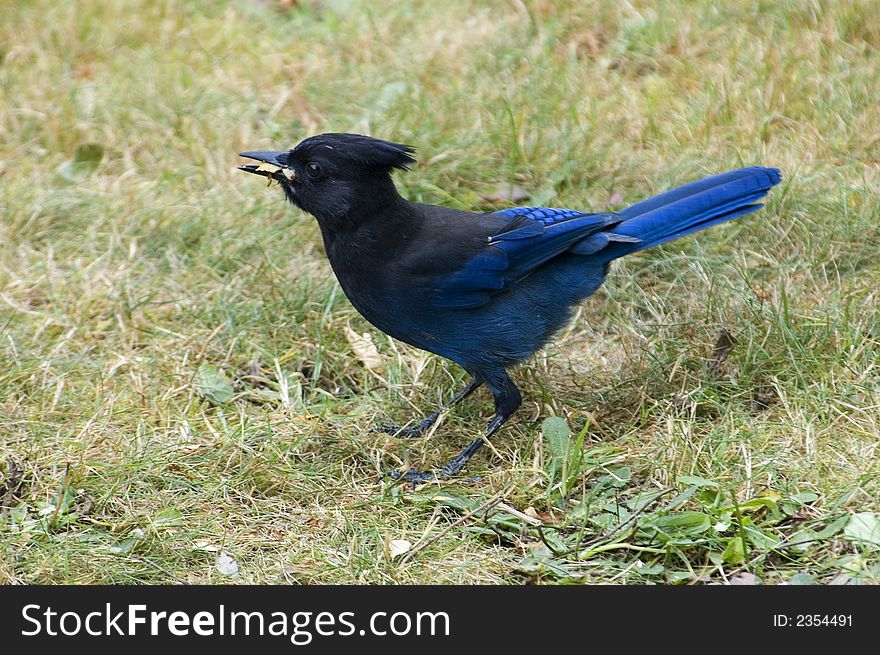 Steller's jays are all on the way through vancouver island. This bird aer used to people and take food on the rest places of the highways.