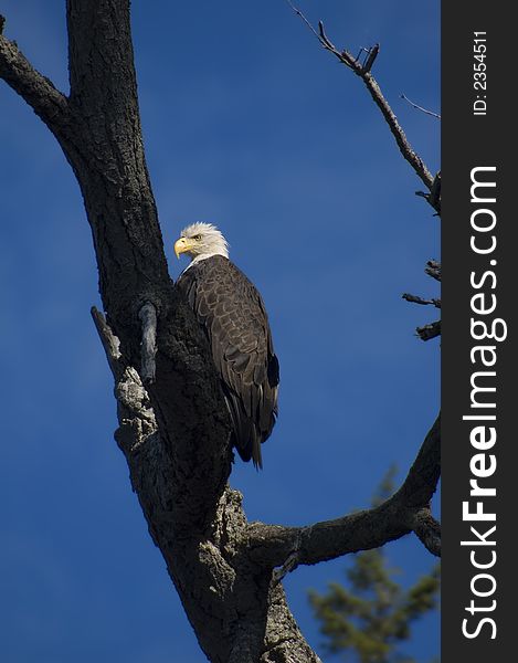 When you paddle along the coasts of vancouver island you are constantly observed by bald eagles. vancouver island seems to be one of hte best places to take pictures of bad eagles.