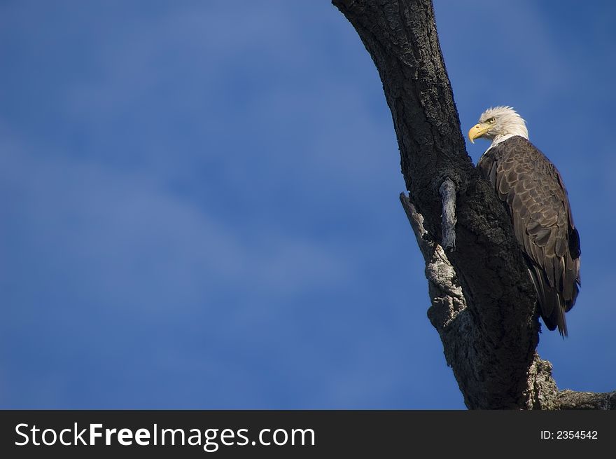 When you paddle along the coasts of vancouver island you are constantly observed by bald eagles. vancouver island seems to be one of hte best places to take pictures of bad eagles. When you paddle along the coasts of vancouver island you are constantly observed by bald eagles. vancouver island seems to be one of hte best places to take pictures of bad eagles.