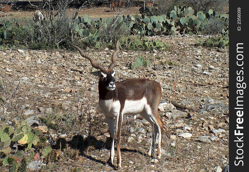 Baby Blackbuck Antelope