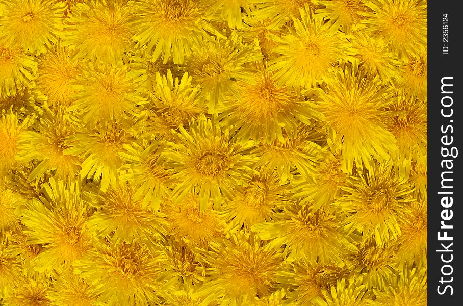 Surface with yellow dandelion flowers (four shots stitch). Surface with yellow dandelion flowers (four shots stitch)