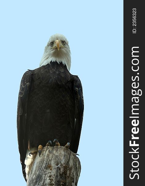 An american bald eagle looking down towards the photgrapher