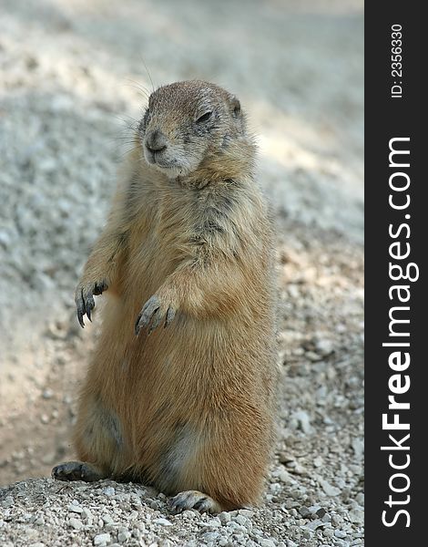 A cute prairie dog almost falling asleep