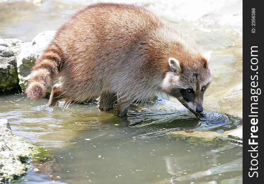 Sly Raccoon at watering place. Sly Raccoon at watering place