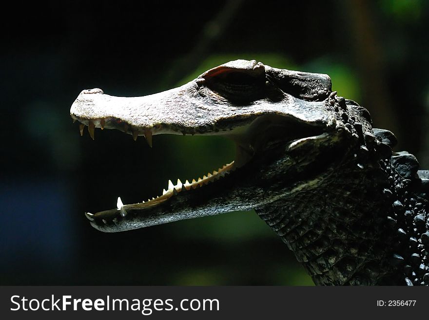 Profile of a small crocodile