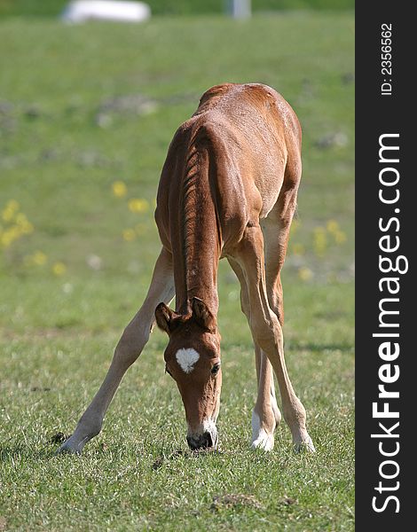 Little foal standing with wide legs trying to eat. Little foal standing with wide legs trying to eat