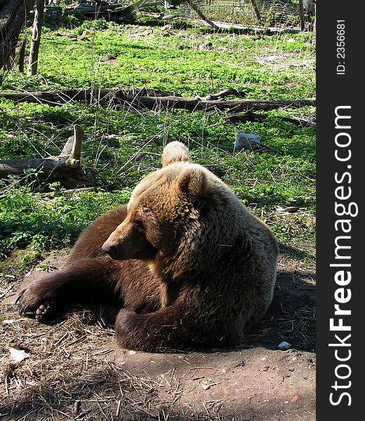 Sleepy brown bear looking around. Sleepy brown bear looking around