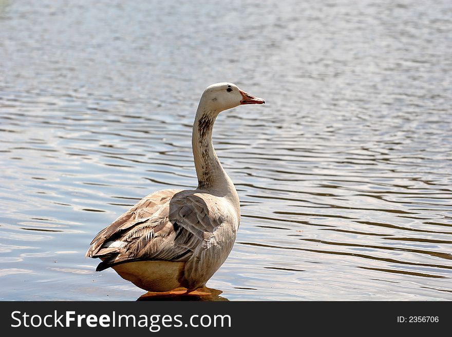 A canadian goose  resting next to a lake. A canadian goose  resting next to a lake