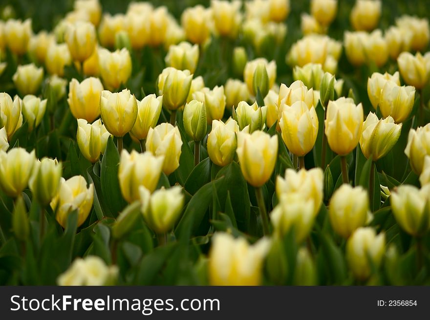 A lot of yellow tulips on flower-bed. A lot of yellow tulips on flower-bed