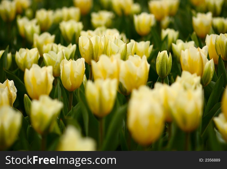 A lot of large yellow tulips on flower-bed. A lot of large yellow tulips on flower-bed