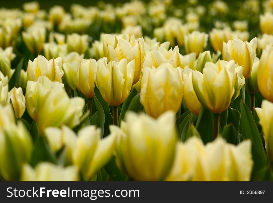 A lot of large yellow tulips on flower-bed. Low camera angle. A lot of large yellow tulips on flower-bed. Low camera angle.