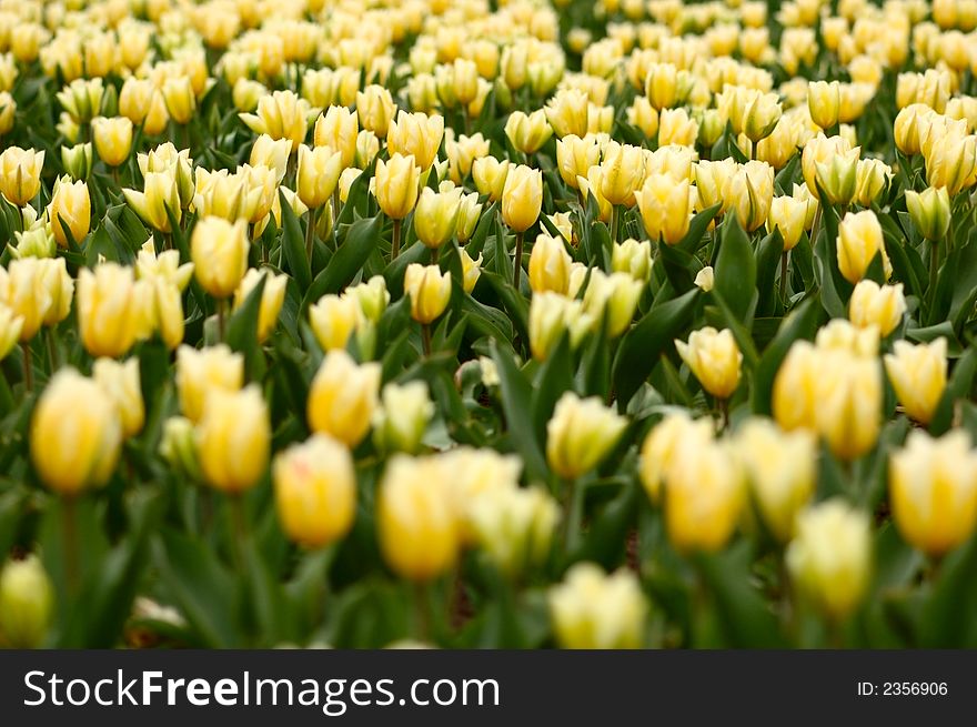 A lot of large yellow tulips on flower-bed. A lot of large yellow tulips on flower-bed
