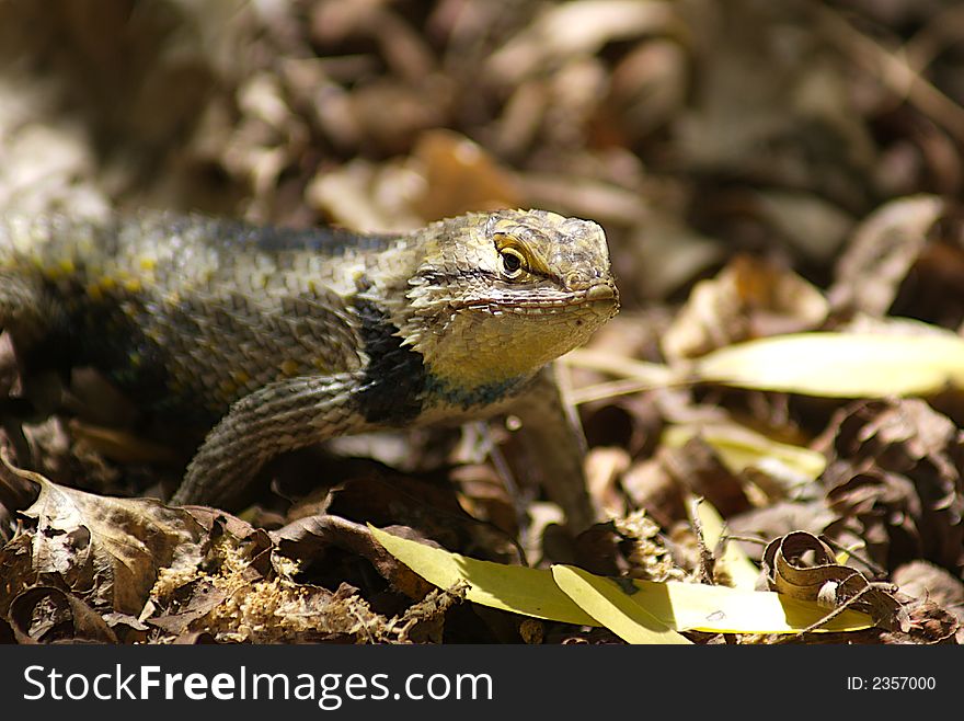 Closeup of a lizard out hunting for bugs.