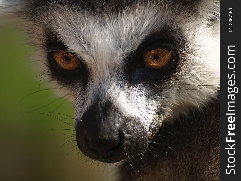 Lemur in zoological garden in Prague in the Czech Republic. Lemur in zoological garden in Prague in the Czech Republic