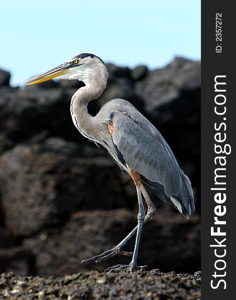 Grey galapagos heron staying on the lava. Grey galapagos heron staying on the lava