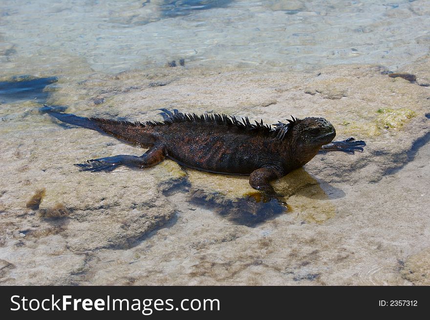 Galapagos marine iguana resting in the ocean water. Galapagos marine iguana resting in the ocean water