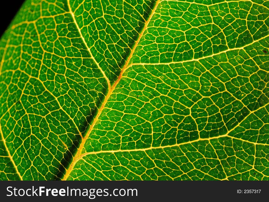 Close up of green leaf showing detailed veining.