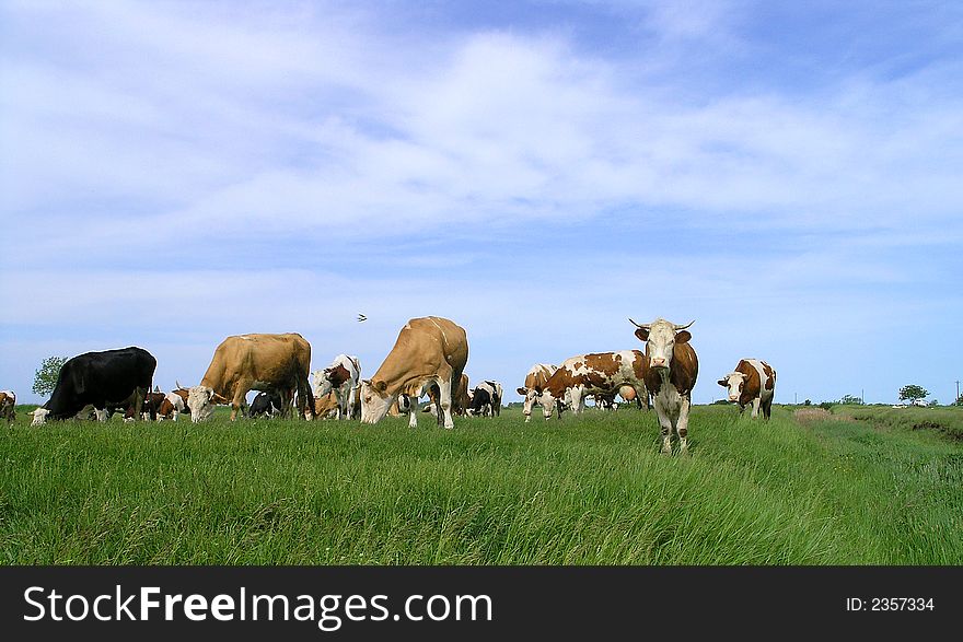 Cows at grazing land in Serbia