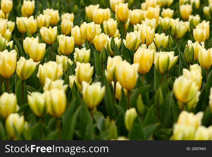 A lot of large yellow tulips on flower-bed. Big depth of field. A lot of large yellow tulips on flower-bed. Big depth of field.