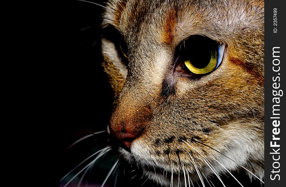 Closeup portrait of a beautiful House cat