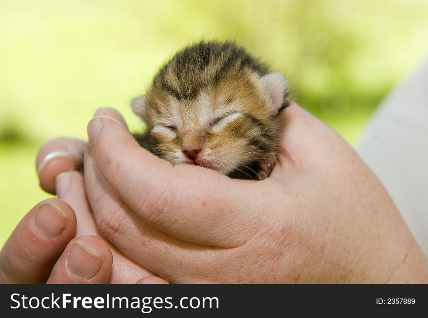 A woman holds a baby kitten that still has its eyes closed. A woman holds a baby kitten that still has its eyes closed.