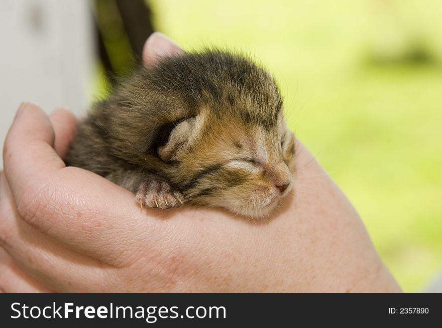 A woman holds a baby kitten that still has its eyes closed. A woman holds a baby kitten that still has its eyes closed.