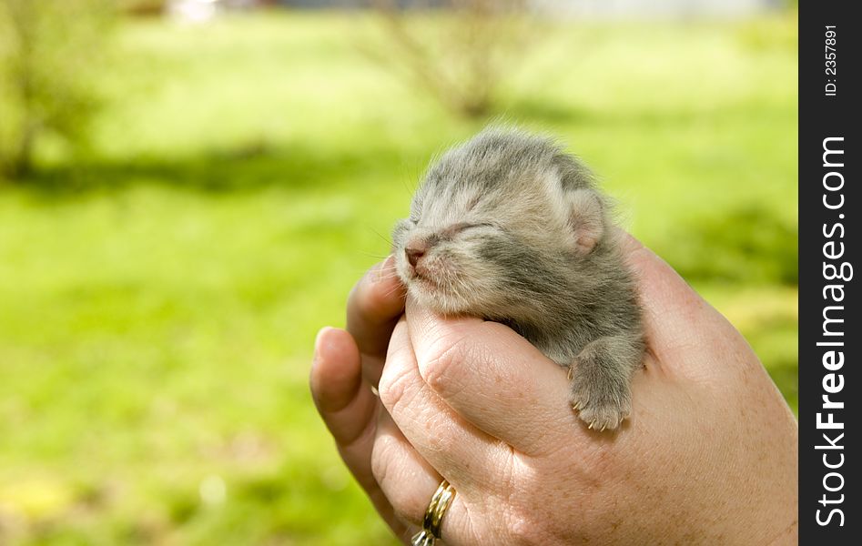 A woman holds a baby kitten that still has its eyes closed. A woman holds a baby kitten that still has its eyes closed.