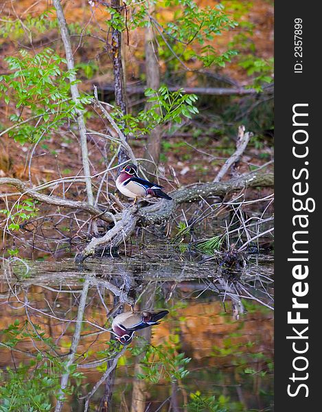 The reflection of a wood duck is visible in the waters of a small pond. The reflection of a wood duck is visible in the waters of a small pond.