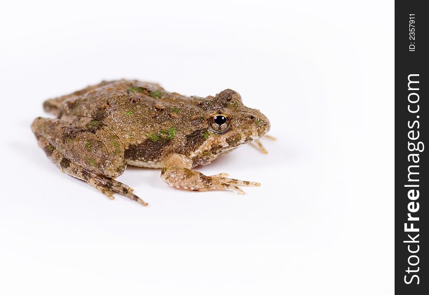 Profile of small toad resting on a white background