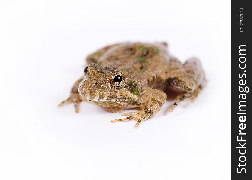 Small Toad On White Background