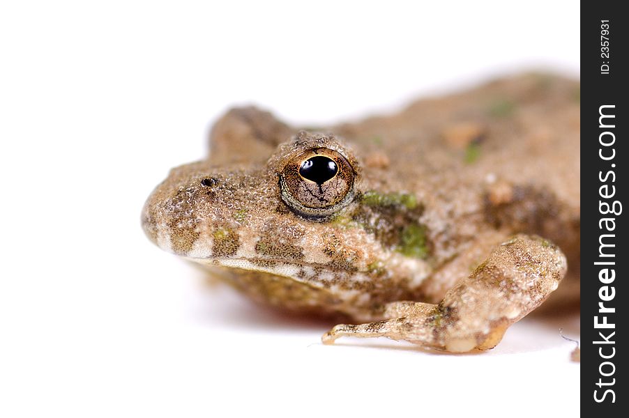 Macro Image Of Small Toad
