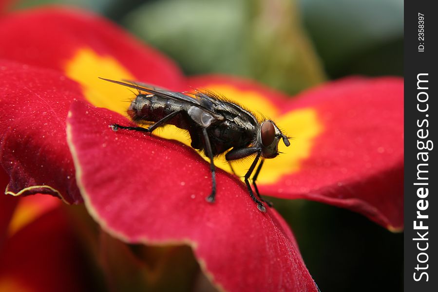 Macro shot of a grey striped housefly with red eyes on a red and yellow flower. Macro shot of a grey striped housefly with red eyes on a red and yellow flower.