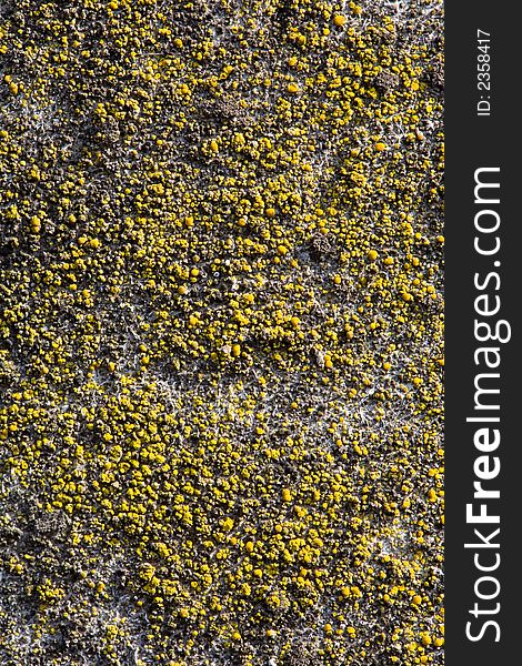 Concrete wall which has acquired moss and lichen