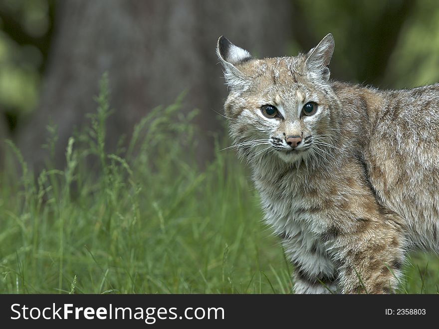 Bobcat standing in forest listening intently. Bobcat standing in forest listening intently