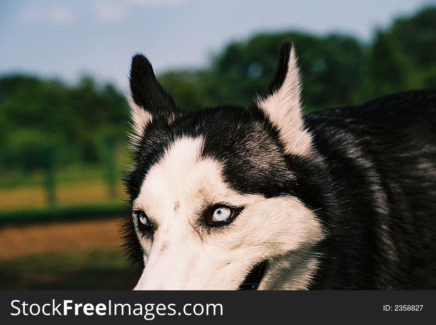 Wild Eyes of a curious Husky on the prowl.