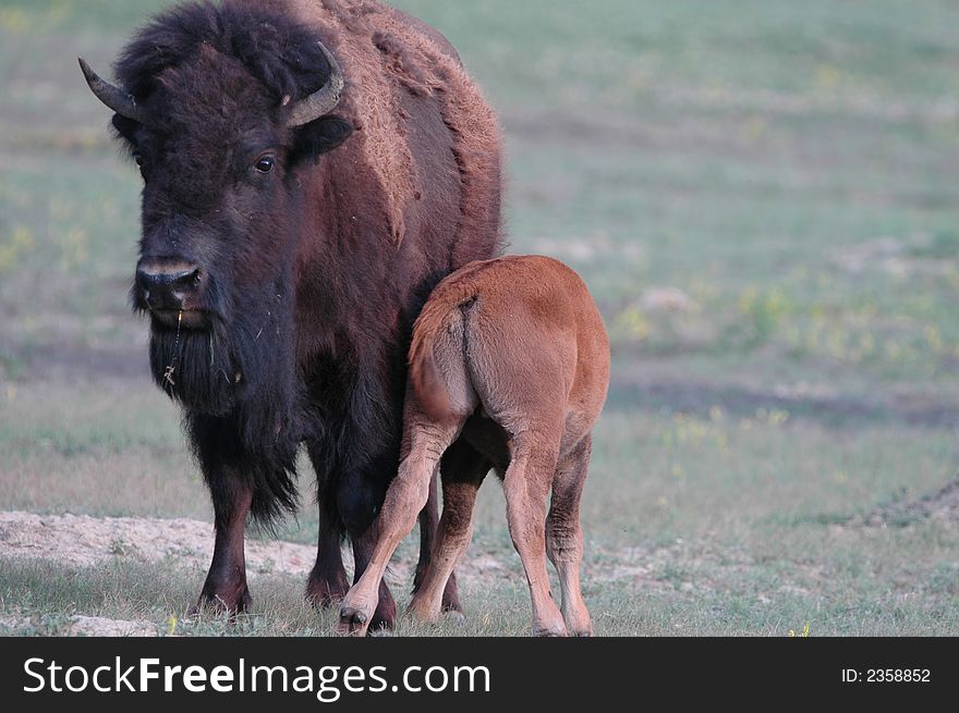 A young American bison stays close to it's mother. A young American bison stays close to it's mother.