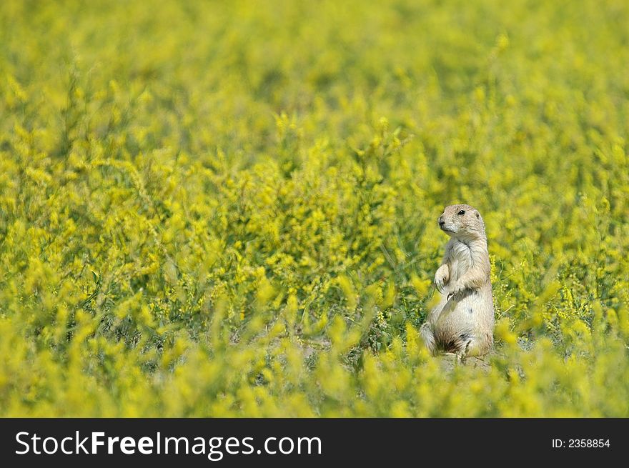 Chubby Prairie Dog