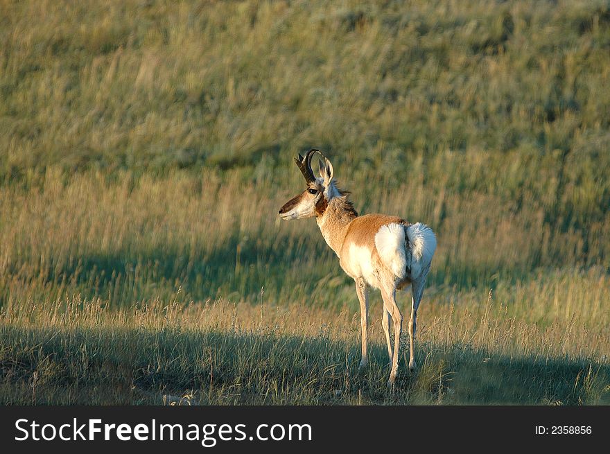 A male pronghorn pauses in the high plains of South Dakota. A male pronghorn pauses in the high plains of South Dakota.