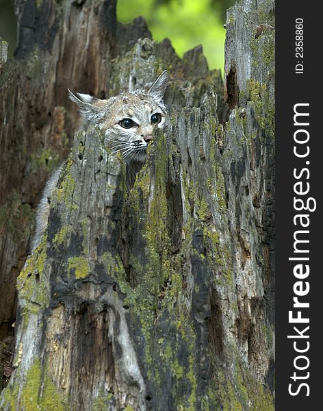 Bobcat hiding in hollow tree stump, peeking out