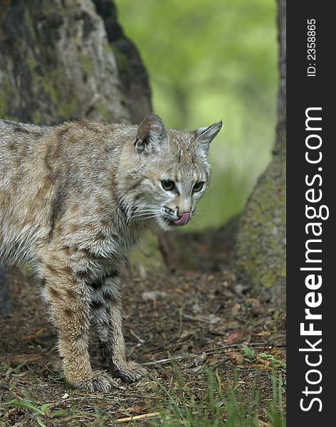 Bobcat standing under tree licking lips