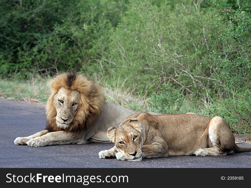 Lion and Lioness relaxing on the road at Kruger National Park in South Africa. Lion and Lioness relaxing on the road at Kruger National Park in South Africa