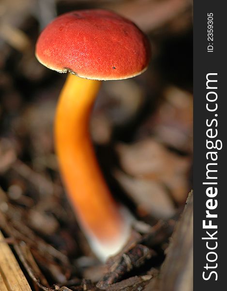 A macro photograph of a bright red and orange fungus. A macro photograph of a bright red and orange fungus.