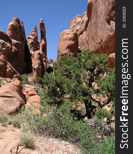 Juniper Red Rock Fiery Furnace