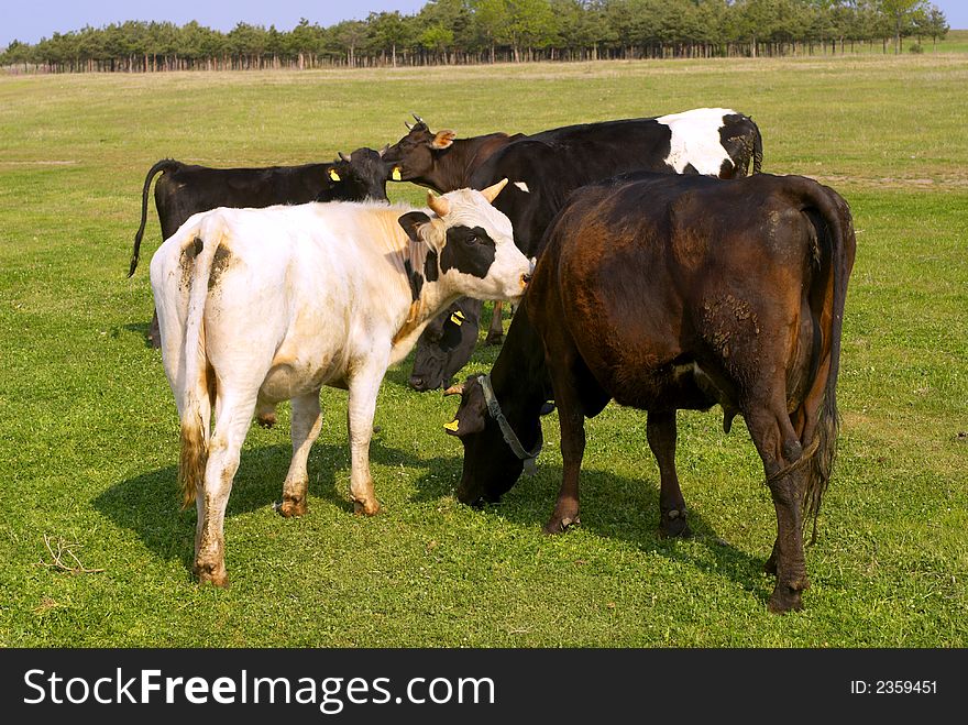 Milk cows in the reen fields