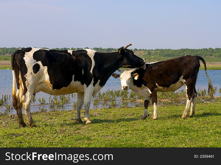 Milk cows in the green fields